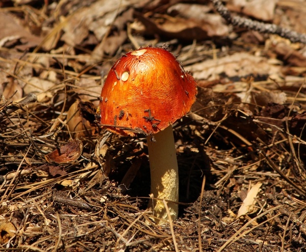 red mushroom emetic russula toxic