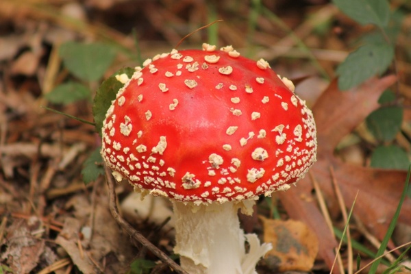 red mushroom flora