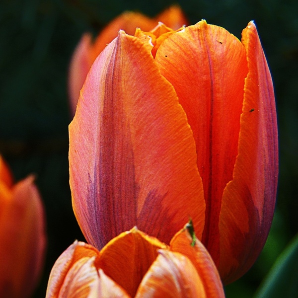 red orange tulip