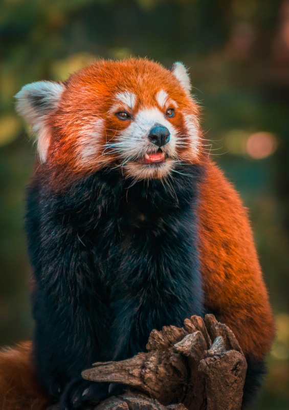 red panda picture cute closeup 