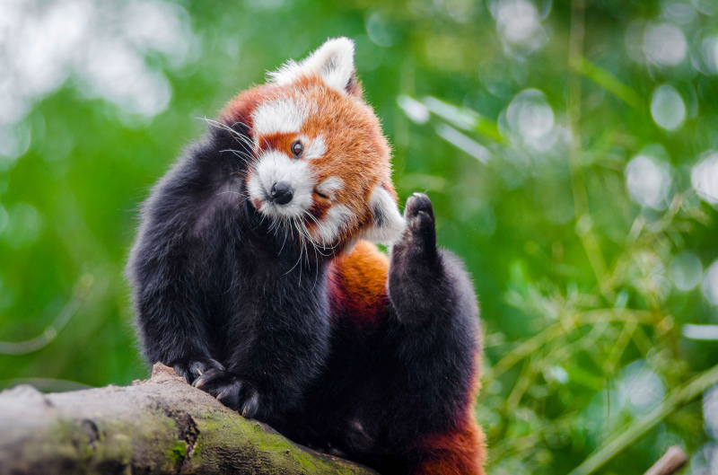 red panda picture cute dynamic closeup 