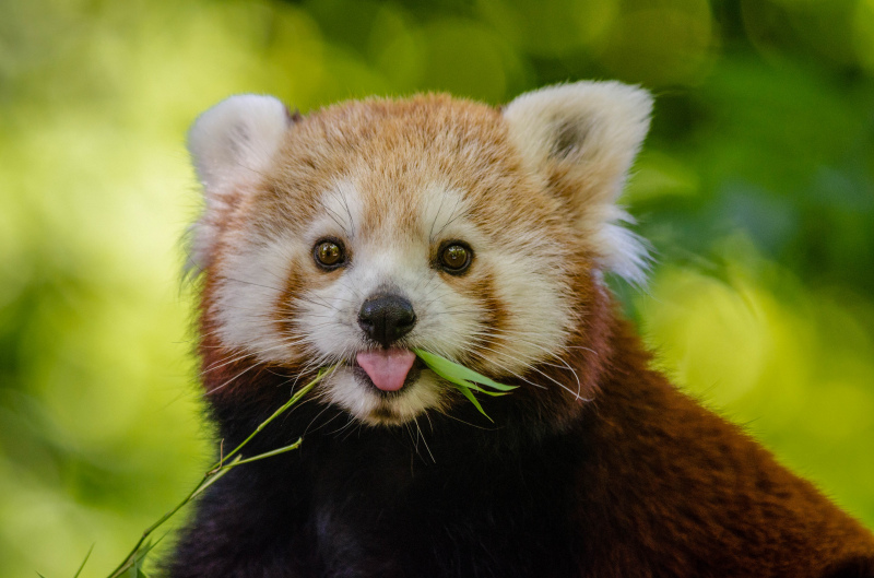 red panda picture cute eating face closeup 
