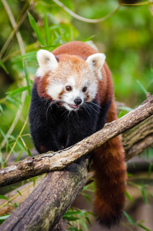 red panda picture cute elegant closeup 