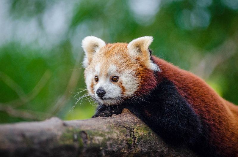 red panda picture cute face closeup