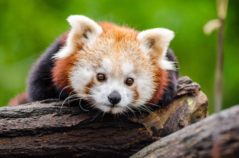 red panda picture cute face closeup 