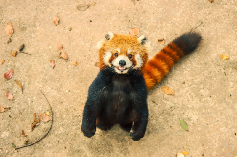 red panda picture cute joyful
