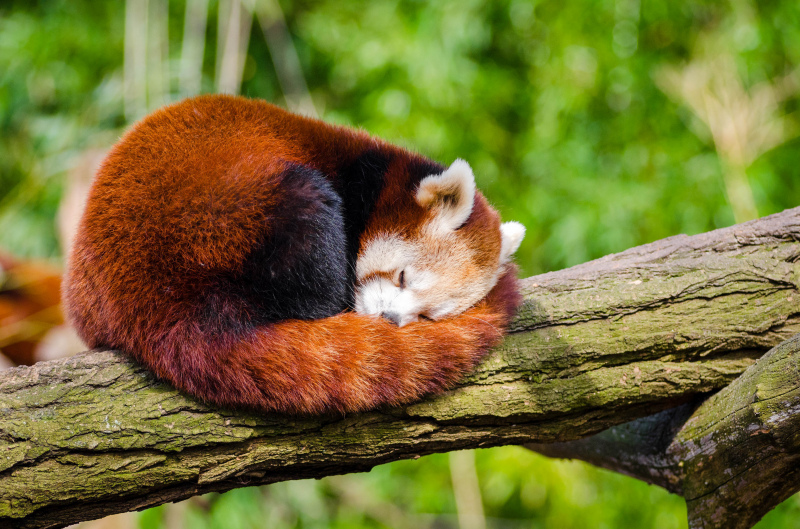 red panda picture cute sleeping scene  