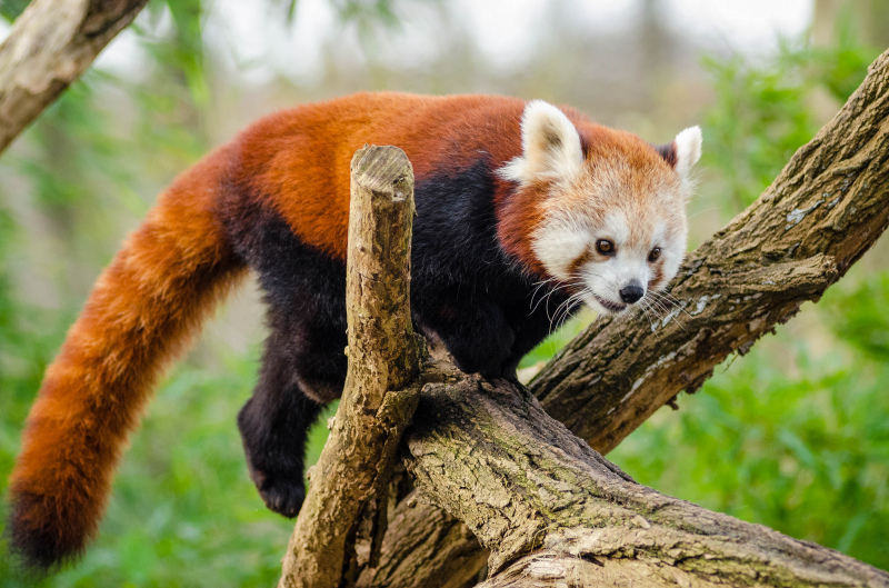 red panda picture dynamic playful realistic