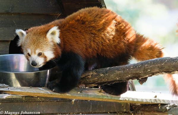 red panda so cute 