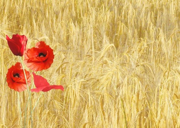 red poppy papaver rhoeas corn field