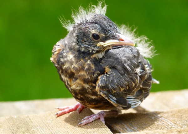 red robin chick young 