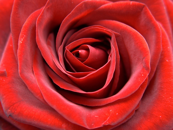 Beautiful love red roses pictures free stock photos download (12,432 ...