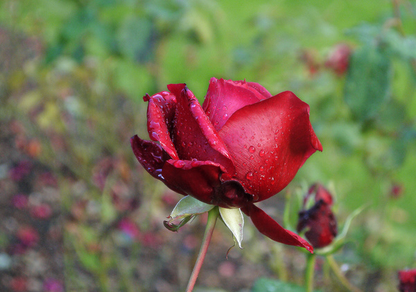 red rose amp raindrops