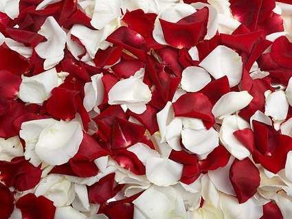 red rose and white rose petals stock photo 