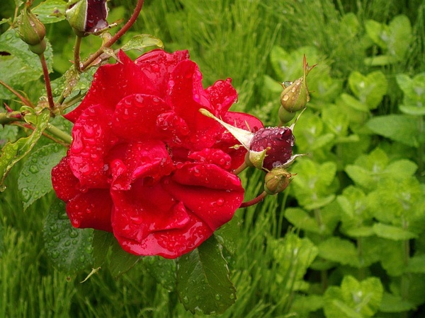 red rose in the rain