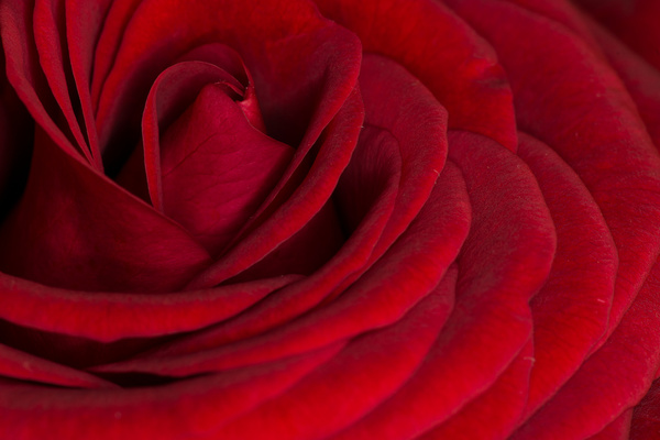 red rose macro 