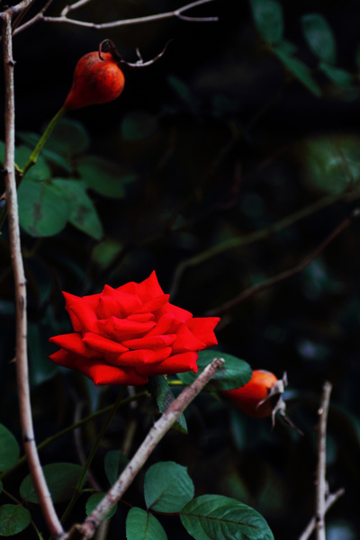 red rose matsudo chiba japan