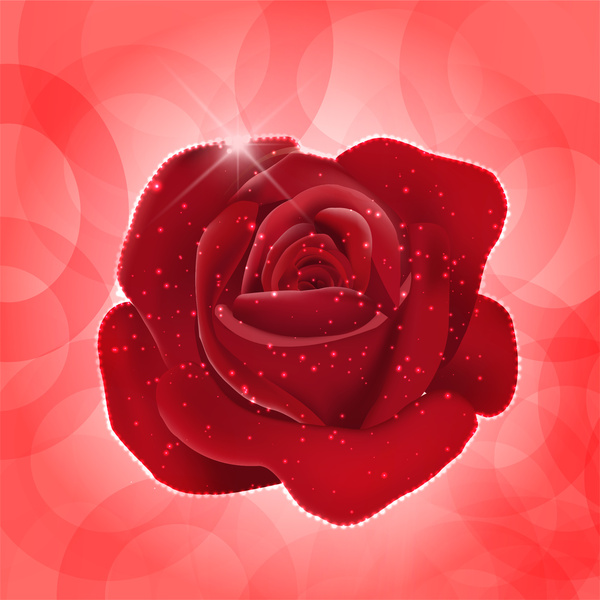 red rose realistic vector illustration