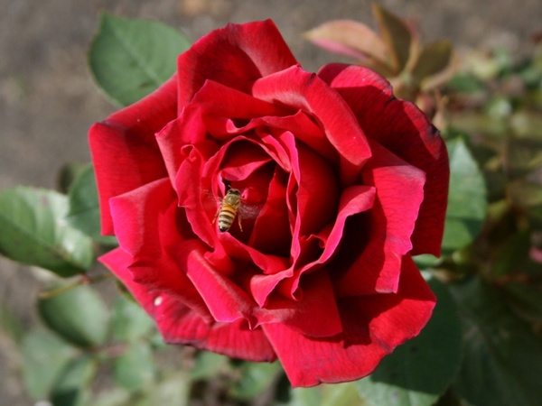 red rose with bee