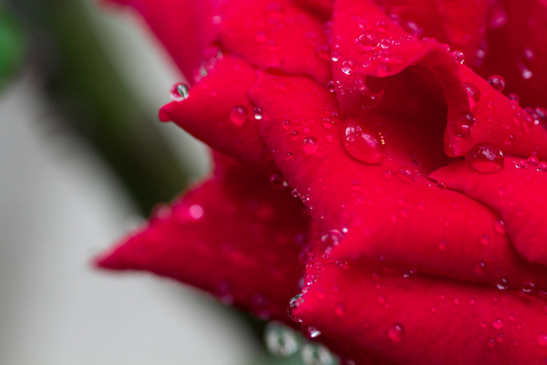 red rose with water drops matsudo chiba japan