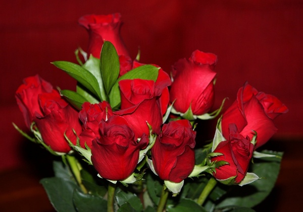 red roses flowers flora
