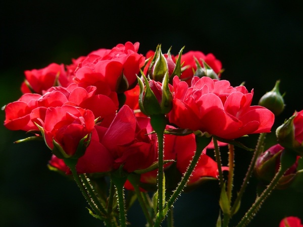 red roses rose roses