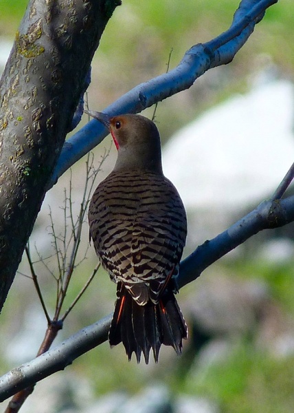 red shafted flicker 