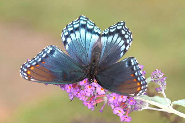 red spotted purple 