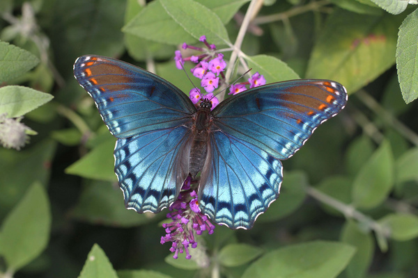 red spotted purple 