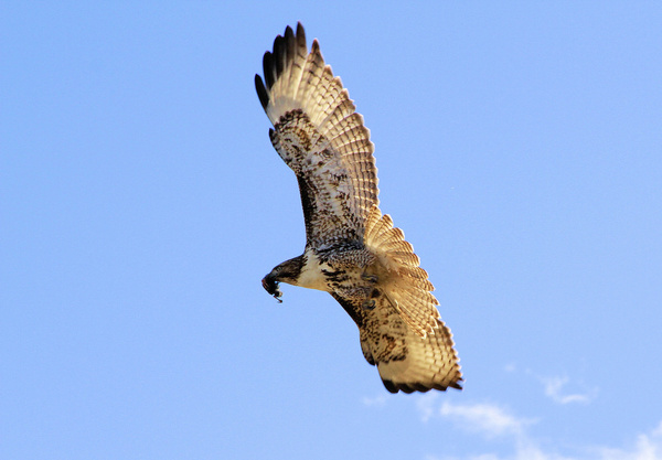 red tailed hawk 