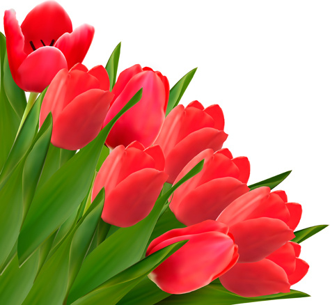 red tulip flowers creative design vector