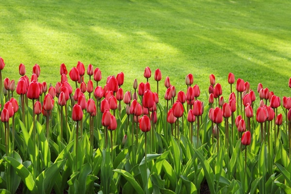 red tulip line
