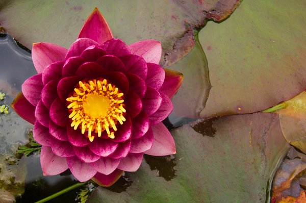 red water lily 