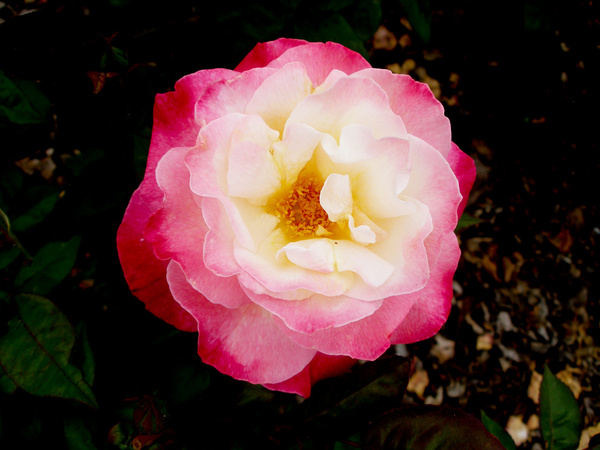 red white rose