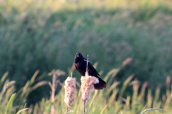 red winged blackbird 