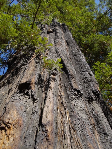 red wood tree california