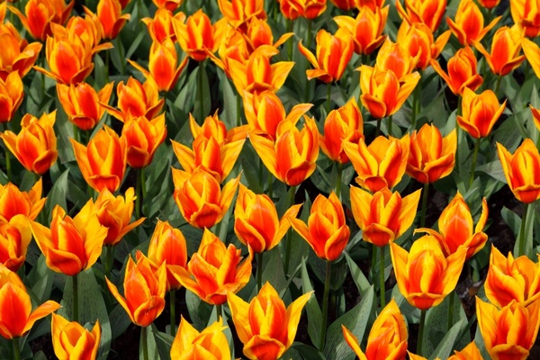 red yellow tulips