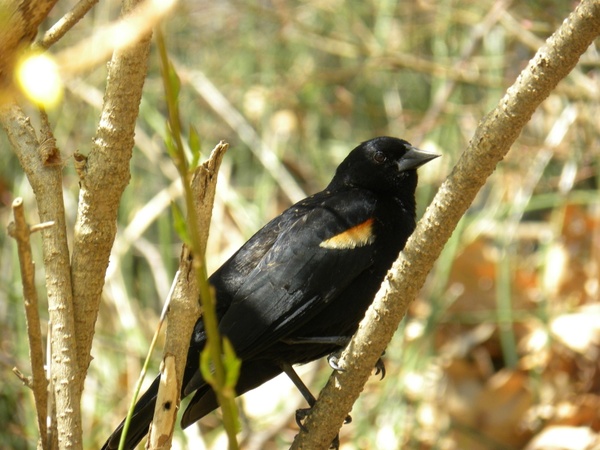 red-winged blackbird animal