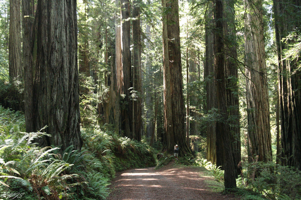 redwood forest 