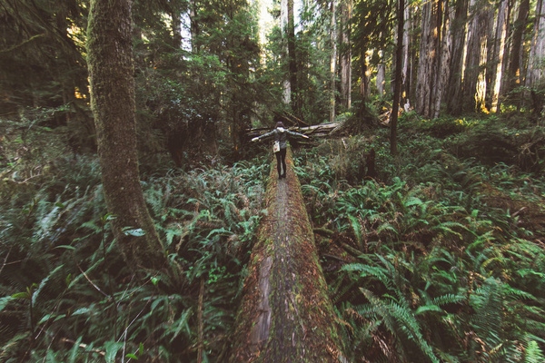 redwood national forest iv