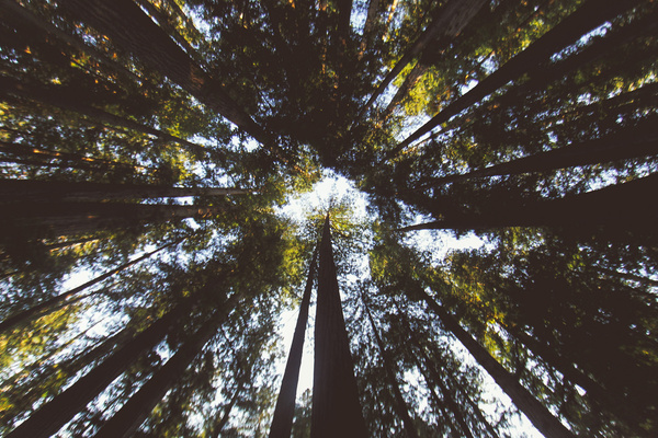 redwood national forest ix