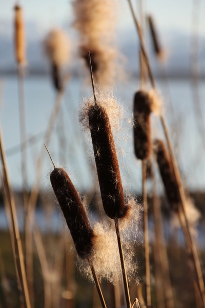 reed cattail see 