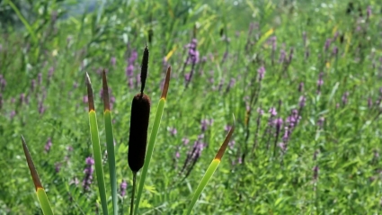Reed flower