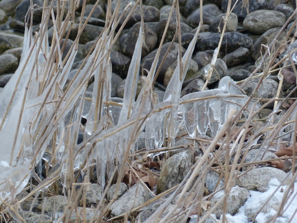 reed frozen ice