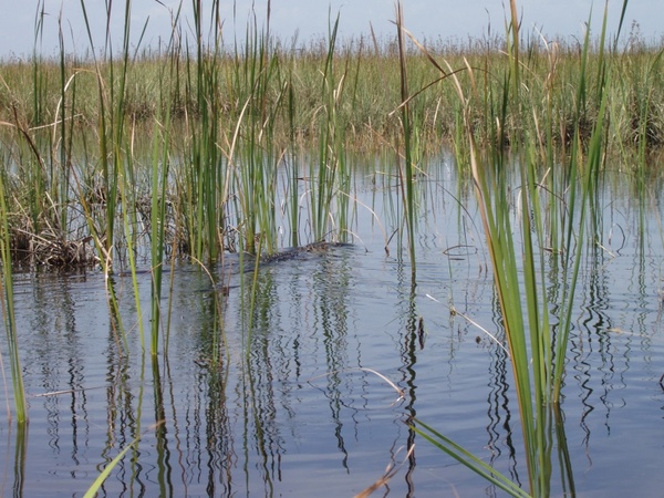reed swamp water