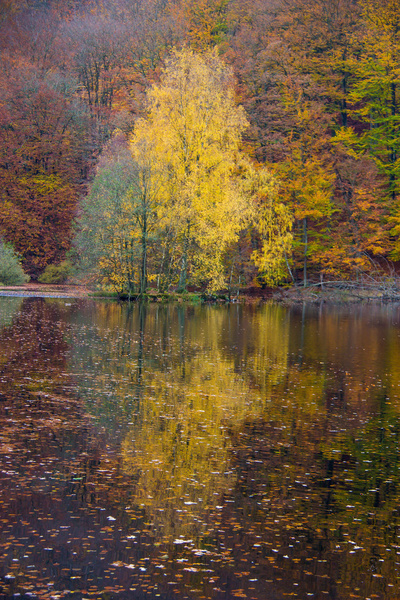 reflection of autumn 
