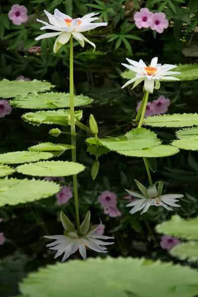 reflections of waterlilies 