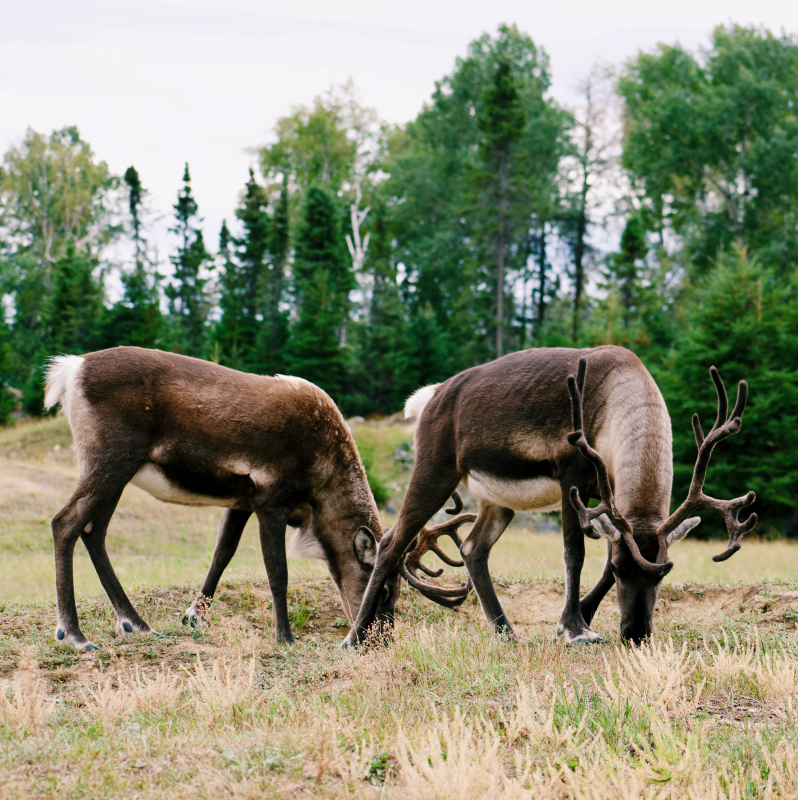 reindeers herd picture grazing grass scene