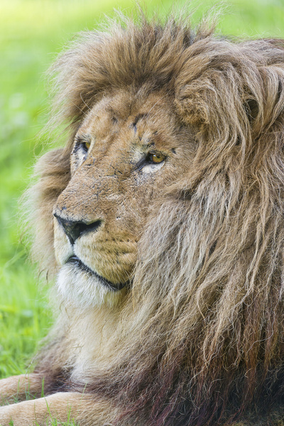 relaxed lion profile