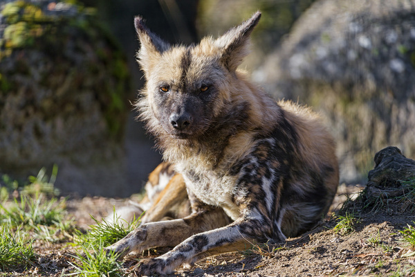 relaxed wild dog